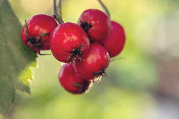 포토 JPG 해외이미지 식물 계절 열매 잎 과일 자연 건강 사람없음 야외 빨간색 약 정원 가을 물방울 나뭇가지 신선 가시 그룹 다발 허브 관목 유기농 내추럴 숙성 해외202004 해외포토 나무 웰빙 컬러 의학 생태계 파일형식 이미지허브