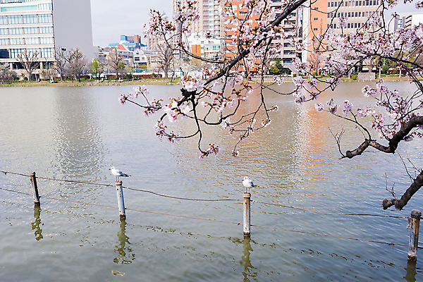 포토 JPG 해외이미지 동물 꽃 아시아 여행 자연 갈매기 휴가 사람없음 관광지 빛 일본 고요 벚꽃 연못 도쿄 내추럴 해외202004 해외포토 식물 나라 조류 생태계 파일형식 이미지허브