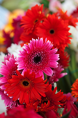 포토 JPG 해외이미지 계절 꽃 분홍색 꽃다발 꽃무늬 오렌지 자연 휴가 해바라기 국화 경사 사람없음 빨간색 여름 노란색 보라색 벚꽃 가을 신용카드 생일 큼 배열 달리아 제비꽃 우수 웅장함 캐모마일 해외202004 해외포토 식물 기념일 컬러 무늬 과일 금융 크기 허브 절기 생태계 파일형식 이미지허브