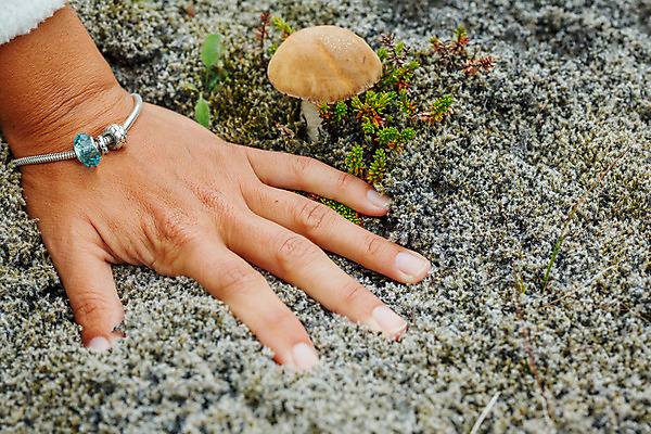 포토 JPG 해외이미지 식물 음식 백그라운드 채소 자연 건강 이끼 사람없음 야외 초록색 갈색 노란색 버섯 성장 가을 흰색 신선 선택 보호 숲 먹기 심볼 오브젝트 싱글 유기농 날것 곰팡이 그물버섯 멀티 식용 양치류 채식주의자 캡모자 해외202004 해외포토 모자_잡화 웰빙 계절 컬러 컨셉 모션 생태계 채식 파일형식 이미지허브