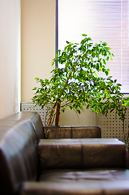 포토 JPG 해외이미지 나무 식물 라이프스타일 디자인 꽃 벽 가구 쿠션 의자 건축양식 창문 베개 탁자 휴식 새로움 바닥 아파트 주택 실내 사람없음 내부 목재 장식 빛 소파 갈색 유행 카펫 방 흰색 램프 고급 가죽 안락의자 리빙 스타일 안락 해외202004 해외포토 건축 컬러 생활용품 컨셉 재료 침구 조명 건물 생활 파일형식 이미지허브