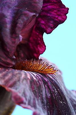 포토 JPG 해외이미지 식물 꽃잎 꽃 자연 수염 사람없음 정원 검은색 어둠 뿌리 붓꽃 해외202004 해외포토 컬러 생태계 파일형식 이미지허브