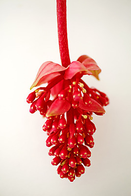 포토 JPG 해외이미지 식물 꽃잎 꽃 분홍색 잎 꽃무늬 자연 사람없음 장식 정원 놀람 봄 성장 벚꽃 신선 최고 개화 난초 우아함 닫기 내추럴 창백 영원 우수 이국적 해외202004 해외포토 계절 감정 컬러 컨셉 무늬 모션 표정 절기 생태계 파일형식 이미지허브