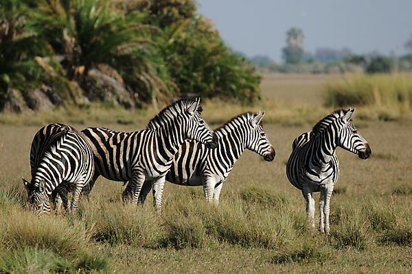 포토 JPG 해외이미지 동물 야생동물 포유류 아프리카 자연 서기 사람없음 초록색 검은색 줄무늬 흰색 그룹 황무지 군중 사파리 얼룩말 보츠와나 해외202004 해외포토 나라 컬러 무늬 모션 사람 말_동물 생태계 파일형식 이미지허브