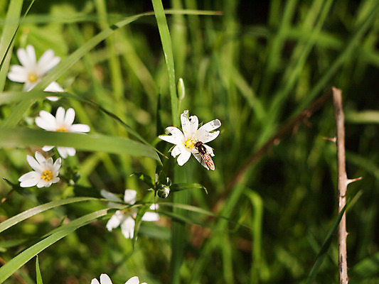 포토 JPG 해외이미지 동물 꽃 곤충 백그라운드 컨셉 잎 날개 자연 안테나 앉기 사람없음 야외 그래픽 초록색 여름 컬러풀 정원 검은색 봄 닫기 해충 벌레 작음 묘사 싱글 생물학 고립 못생김 해외202004 해외포토 식물 계절 교육 컬러 통신 모션 크기 생태계 파일형식 이미지허브