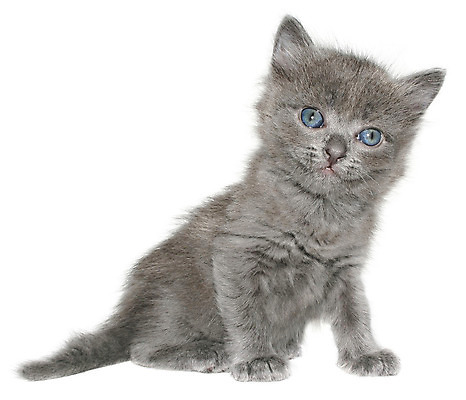 포토 JPG 해외이미지 동물 앉기 사람없음 반려동물 고양이 회색 작음 흰배경 노려봄 고립 섬광 해외202004 해외포토 컬러 백그라운드 포유류 모션 표정 흰색 크기 파일형식 이미지허브