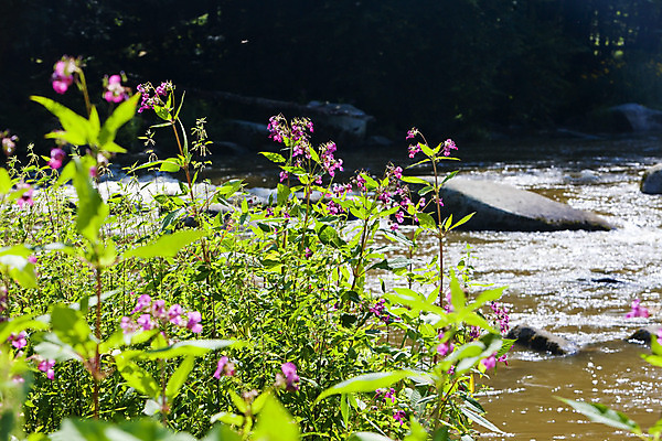 포토 JPG 해외이미지 식물 외관 꽃 유럽 자연 풍경 사람없음 야외 강 체코 동유럽 내추럴 보헤미아 해외202004 해외포토 나라 생태계 파일형식 이미지허브