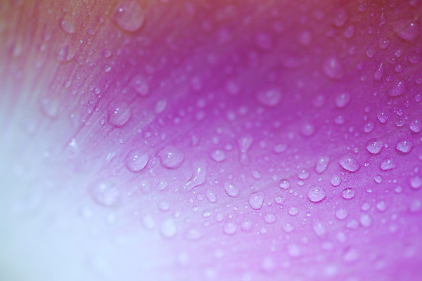 포토 JPG 해외이미지 식물 꽃잎 꽃 선 분홍색 백그라운드 꽃무늬 패턴 자연 추상 프레임 연꽃 사람없음 물 컬러풀 보라색 신선 닫기 떨어짐 백합 묘사 질감 정사각형 심플 내추럴 완전 해외202004 해외포토 자연요소 도형 컬러 컨셉 무늬 모션 생태계 파일형식 이미지허브