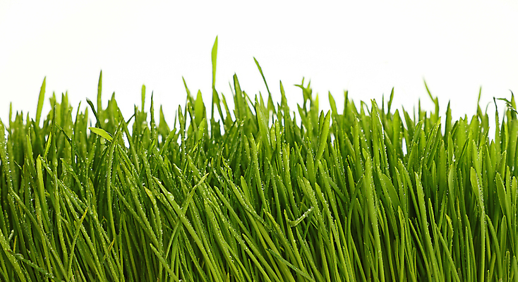 포토 JPG 해외이미지 계절 백그라운드 농업 자연 잔디 사람없음 초록색 물 새싹 우주 봄 젖음 성장 흰색 물방울 신선 닫기 이슬 빗방울 각도 내추럴 고립 총쏘기 그리너리 해외202004 해외포토 자연요소 식물 산업 컬러 모션 비_날씨 생태계 파일형식 트랜드컬러 이미지허브