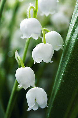 포토 JPG 해외이미지 식물 계절 공원 꽃잎 꽃 백그라운드 잎 꽃무늬 밭 자연 사람없음 야외 초록색 물 여름 정원 계곡 봄 성장 벚꽃 종 흰색 신선 개화 우아함 백합 순수 묘사 향기 아로마 내추럴 해외202004 해외포토 자연요소 공공시설 컬러 컨셉 무늬 농업 생태계 냄새 파일형식 이미지허브