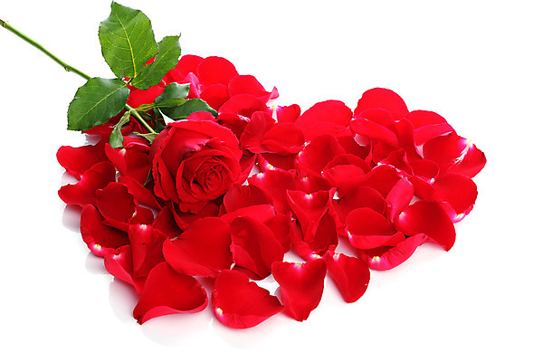 포토 JPG 해외이미지 모양 식물 아이콘 기념일 꽃잎 꽃 행복 감정 결혼 백그라운드 꽃무늬 패턴 데이트 자연 결혼식 휴가 기념 프레임 발렌타인데이 선물 사랑 사람없음 장식 빨간색 장미 희망 벚꽃 흰색 하트 축하 인사 달콤 심볼 열정 약혼 2월 해외202004 해외포토 컬러 컨셉 무늬 데이이벤트 이벤트 예절 날짜 맛 생태계 약속 파일형식 이미지허브