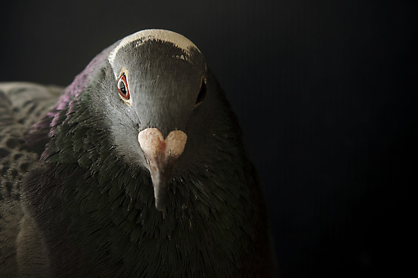 포토 JPG 해외이미지 동물 야생동물 신체 자연 조류 사람 사람없음 옆모습 반려동물 머리 검은색 어둠 회색 분노 흰색 레이싱 닫기 깃털 묘사 사인 비둘기 코 부리 계산서 해외202004 해외포토 감정 뷰포인트 컬러 모션 시합 신체부위 생태계 파일형식 이미지허브