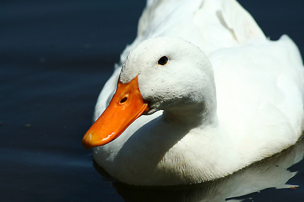 포토 JPG 해외이미지 동물 농업 조류 생물 오리 사람없음 빨간색 물 농장 수영 흰색 깃털 부리 청둥오리 해외202004 해외포토 자연요소 산업 컬러 수상스포츠 파일형식 이미지허브