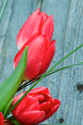 포토 JPG 해외이미지 식물 꽃잎 꽃 분홍색 꽃다발 잎 이벤트 사람없음 빨간색 초록색 봄 회색 튤립 벚꽃 물방울 시골 인사 신선 개화 우아함 자주색 다발 향기 어머니의날 해외202004 해외포토 계절 기념일 컬러 컨셉 예절 냄새 미국문화 파일형식 이미지허브