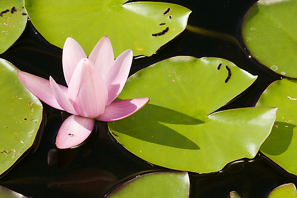 포토 JPG 해외이미지 식물 꽃잎 꽃 분홍색 사람없음 물 노란색 연못 해외202004 해외포토 자연요소 컬러 파일형식 이미지허브