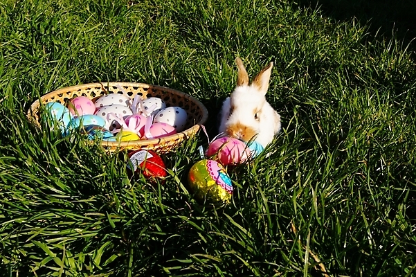 포토 JPG 해외이미지 동물 전통 계절 어린이 컨셉 자연 휴가 부활절 사람없음 초록색 컬러풀 계란 축제 봄 축하 토끼 4월 사냥 내추럴 해외202004 해외포토 기념일 컬러 포유류 사람 반려동물 알 날짜 생태계 파일형식 이미지허브