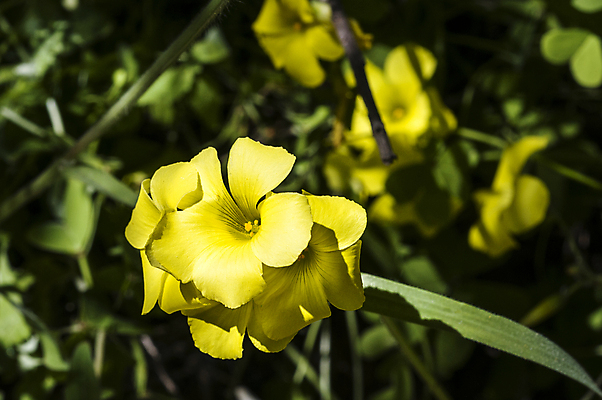 포토 JPG 해외이미지 식물 꽃잎 꽃 잎 자연 사람없음 야외 초록색 노란색 맑음 봄 들꽃 개화 꽃수술 그리너리 해외202004 해외포토 계절 컬러 날씨 생태계 파일형식 트랜드컬러 이미지허브