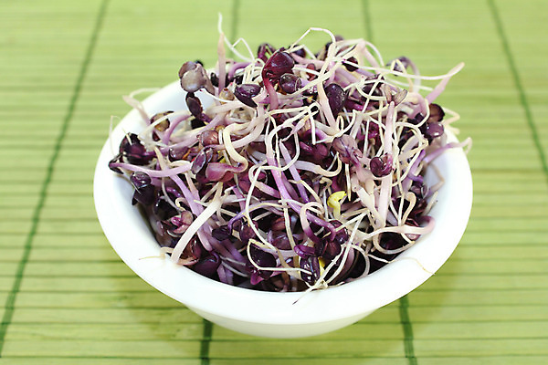 포토 JPG 해외이미지 채소 동양인 사람없음 빨간색 새싹 샐러드 흰색 성분 묘목 채식주의자 해외202004 해외포토 나무 식물 음식 컬러 인종 채식 파일형식 이미지허브