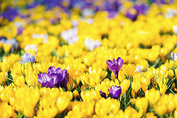 포토 JPG 해외이미지 식물 디자인 계절 꽃 꽃다발 백그라운드 잎 꽃무늬 텍스트 자연 수채화 부활절 미술 사람없음 야외 파란색 빛 우주 정원 봄 성장 흰색 우아함 작음 다발 제비꽃 향수 속도 원예 라일락 내추럴 고립 땅바닥 사프란 해외202004 해외포토 기념일 컬러 컨셉 무늬 문화예술 바닥 취미 화장품 크기 향신료 생태계 파일형식 이미지허브