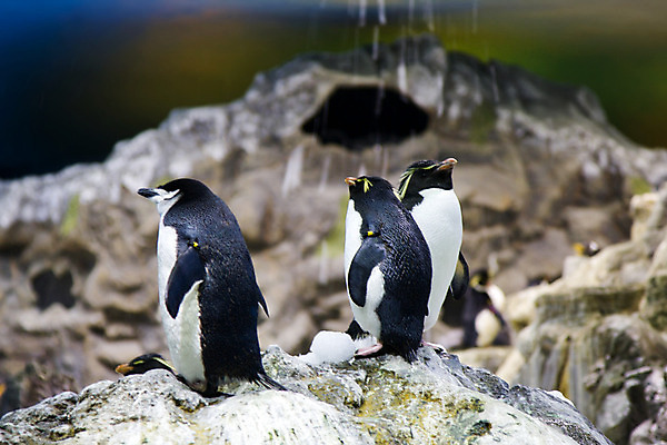 포토 JPG 해외이미지 동물 겨울 날개 자연 조류 동물원 사람없음 환경 얼음 추위 시원함 남극 북극 펭귄 북쪽 남쪽 해외202004 해외포토 자연요소 계절 극지방 방향 생태계 파일형식 이미지허브