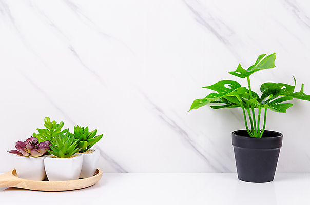 포토 JPG 해외이미지 나무 식물 디자인 벽 백그라운드 컨셉 잎 비즈니스 벽지 탁자 표면 벽돌 선인장 실내 사람없음 내부 장식 초록색 우주 공백 방 흰색 신선 발표 작업실 상품 책상 묘사 질감 대리석 지역 리빙 목록 무료 스타일 해외202004 해외포토 컬러 가구 재료 파일형식 이미지허브