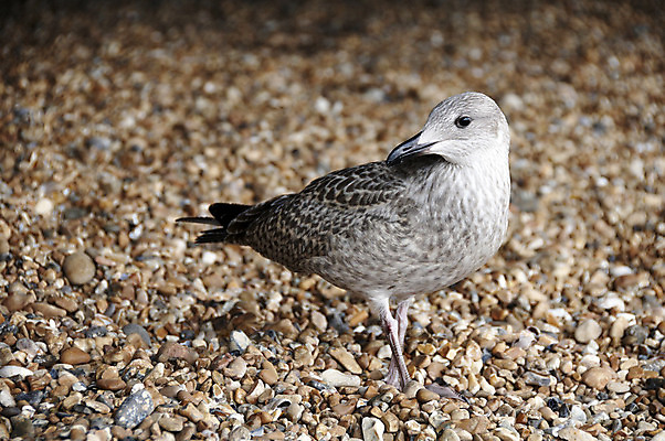 포토 JPG 해외이미지 야생동물 날개 자연 갈매기 조류 해변 사람없음 야외 여름 회색 조약돌 바위 흰색 깃털 엽서 해외202004 해외포토 동물 계절 바다 컬러 돌_바위 편지 생태계 파일형식 이미지허브