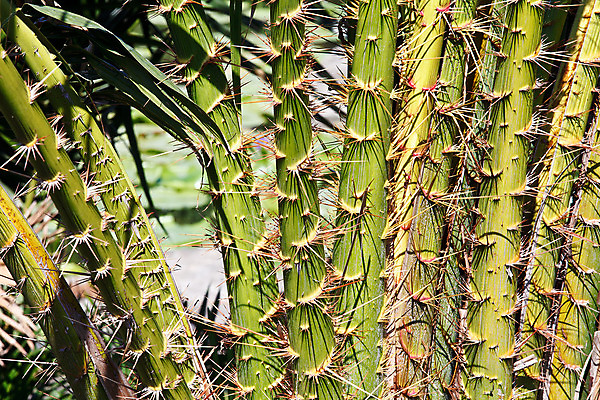 포토 JPG 해외이미지 식물 아시아 음식 백그라운드 농업 다이어트 과일 재료 태국 자연 디저트 건강 손바닥 씨앗 동양인 사람없음 빨간색 갈색 흰색 신선 달콤 맛 다발 먹기 상쾌 유기농 날것 내추럴 숙성 식용 이국적 채식주의자 해외202004 해외포토 손 웰빙 감정 나라 산업 컬러 컨셉 모션 인종 생태계 채식 파일형식 이미지허브