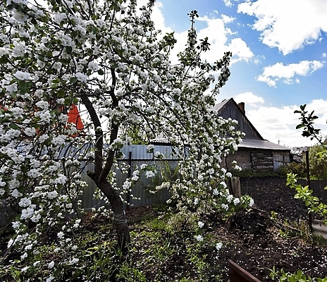 포토 JPG 해외이미지 식물 구름 계절 꽃잎 꽃 잎 꽃무늬 자연 하늘 사람없음 파란색 빛 컬러풀 햇빛 태양 머리 새싹 정원 침묵 봄 벚꽃 흰색 나뭇가지 신선 개화 사과 4월 원예 부드러움 내추럴 꽃수술 해외202004 해외포토 자연요소 나무 컬러 무늬 과일 취미 신체부위 소리 감각 날짜 생태계 파일형식 이미지허브