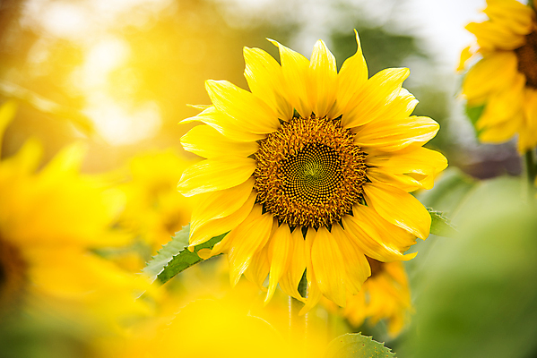 포토 JPG 해외이미지 식물 계절 꽃 백그라운드 잎 꽃무늬 밭 농업 자연 하늘 불꽃 해바라기 새로움 풍경 사람없음 야외 가로 초록색 여름 빛 컬러풀 햇빛 태양 노란색 머리 환경 정원 맑음 활발 성장 벚꽃 시골 신선 황금 데이지 마법 내추럴 세련 해외202004 해외포토 자연요소 산업 컬러 컨셉 무늬 불 날씨 신체부위 생태계 파일형식 이미지허브