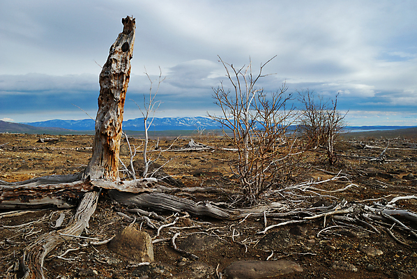 포토 JPG 해외이미지 나무 식물 구름 자연 산 건조 풍경 사람없음 목재 환경 죽음 숲 언덕 부식 뿌리 생태학 옛날 해외202004 해외포토 자연요소 교육 재료 생태계 파일형식 이미지허브