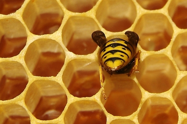 포토 JPG 해외이미지 식물 동물 꽃 음식 곤충 백그라운드 패턴 농업 자연 프레임 세포 건강 사람없음 약 환경 벚꽃 머리빗 황금 닫기 달콤 꿀벌 먹기 영화 유기농 바쁨 꽃가루 꿀 벌집 내추럴 밀랍 식민지 양봉 양봉장 해외202004 해외포토 웰빙 산업 무늬 의학 모션 문화예술 미용용품 맛 벌_곤충 가루 생태계 파일형식 이미지허브