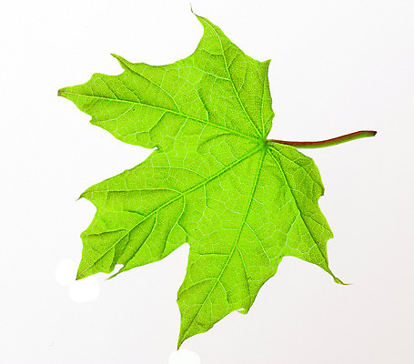 포토 JPG 해외이미지 모양 나무 식물 단풍 잎 자연 사람없음 초록색 봄 흰색 신선 투명 닫기 묘사 질감 정맥 내추럴 고립 해외202004 해외포토 계절 컬러 모션 생태계 혈관 파일형식 이미지허브