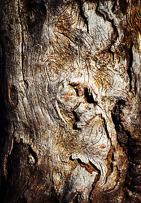 포토 JPG 해외이미지 나무 선 백그라운드 패턴 자연 표면 날씨 추상 건조 사람없음 목재 갈색 어둠 거친 균열 낟알 묘사 질감 나무껍질 내추럴 그런지 수목 옛날 해외202004 해외포토 식물 컬러 무늬 재료 모션 껍질 생태계 파일형식 이미지허브