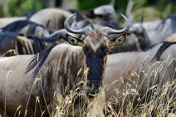 포토 JPG 해외이미지 동물 공원 야생동물 여행 포유류 아프리카 자연 초식동물 뿔 풍경 사람없음 야외 파란색 빛 환경 검은색 게임 그룹 황무지 보호 군중 큼 사파리 속도 영양 케냐 남쪽 내추럴 건너기 마사이족 사바나 전국 평야 많음 해외202004 해외포토 공공시설 나라 컬러 컨셉 모션 놀이 사람 크기 방향 생태계 파일형식 이미지허브