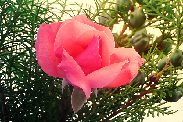 포토 JPG 해외이미지 식물 계절 꽃잎 꽃 분홍색 백그라운드 자연 사람없음 초록색 여름 장미 정원 봄 나뭇가지 큼 조경 부드러움 향 해외202004 해외포토 나무 컬러 감각 크기 생태계 파일형식 이미지허브