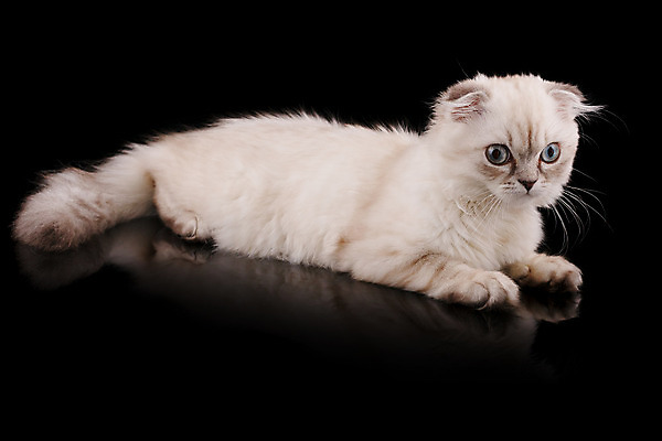 포토 JPG 해외이미지 동물 1 영어 응시 문화 얼굴 백그라운드 장난 포유류 가족 자연 영국 털 앉기 성인 사람없음 파란색 반려동물 갈색 고양이 줄무늬 회색 흰색 아기 고급 은색 작음 큼 자르기 슛 부드러움 얼룩무늬 솜털 고립 접기 스코틀랜드 해외202004 해외포토 문자 시선 유럽 컬러 컨셉 무늬 관계 모션 사람 신체부위 감각 크기 생태계 파일형식 이미지허브