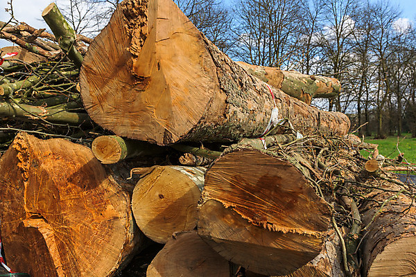 포토 JPG 해외이미지 나무 식물 산업 벽 백그라운드 십자가 패턴 부분 자연 프레임 사람없음 목재 갈색 노란색 쌓기 환경 흰색 시골 반지 원형 거친 닫기 장작 자르기 묘사 질감 통나무 나무껍질 잡동사니 내추럴 고립 수목 해외202004 해외포토 도형 컬러 무늬 재료 장신구 모션 껍질 생태계 파일형식 이미지허브
