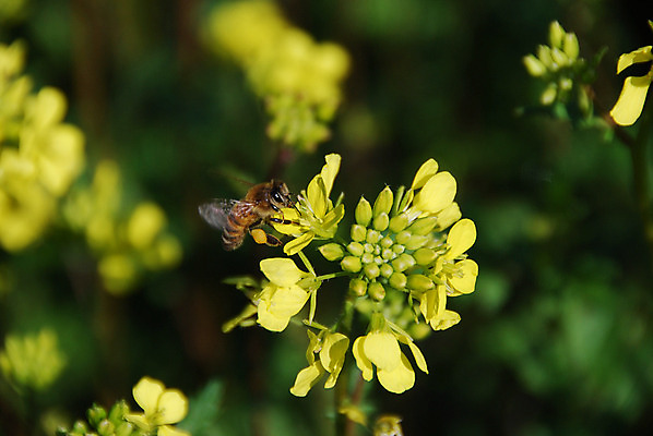 포토 JPG 해외이미지 식물 꽃잎 꽃 포즈 곤충 백그라운드 날개 채소 과일 모션 자연 사람없음 야외 초록색 여름 햇빛 노란색 머리 정원 봄 줄무늬 활발 벚꽃 작업 작음 수분 벌 싱글 바쁨 꽃가루 꿀 해외202004 해외포토 동물 계절 컬러 컨셉 무늬 신체부위 태양 크기 가루 생태계 파일형식 이미지허브