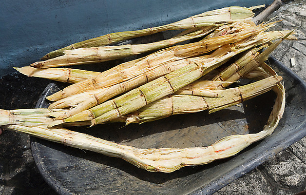 포토 JPG 해외이미지 식물 산업 문화 음식 줄기 백그라운드 공장 지팡이 요리 사람 사람없음 초록색 노란색 쌓기 환경 주스 에너지 수확 달콤 설탕 날것 연료 바이오 해외202004 해외포토 음료 컬러 농업 공업 모션 맛 파일형식 이미지허브