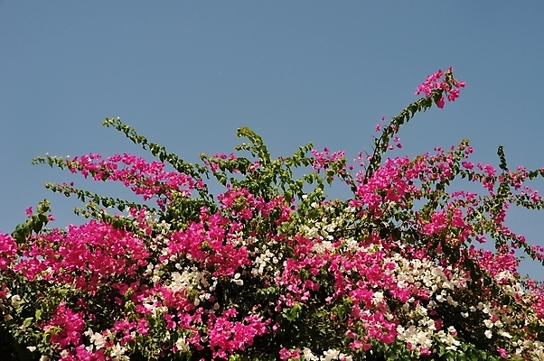 포토 JPG 해외이미지 식물 전통 꽃잎 꽃 분홍색 꽃무늬 자연 하늘 프레임 풍경 사람없음 야외 장식 여름 파란색 컬러풀 마을 정원 보라색 침묵 활발 벚꽃 지중해 그리스 그림 장면 그리스인 내추럴 이국적 카피스페이스 해외202004 해외포토 서양인 계절 유럽 바다 컬러 컨셉 무늬 소리 공백 생태계 파일형식 이미지허브