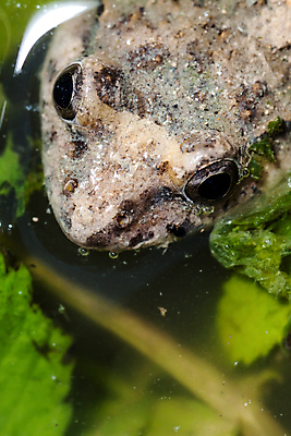 포토 JPG 해외이미지 동물 야생동물 자연 개구리 양서류 사람없음 동물상 몰타섬 해외202004 해외포토 섬 조형물 생태계 몰타 파일형식 이미지허브