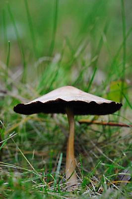 포토 JPG 해외이미지 식물 계절 자연 사람없음 갈색 버섯 가을 숲 유기농 곰팡이 해외202004 해외포토 웰빙 컬러 생태계 파일형식 이미지허브