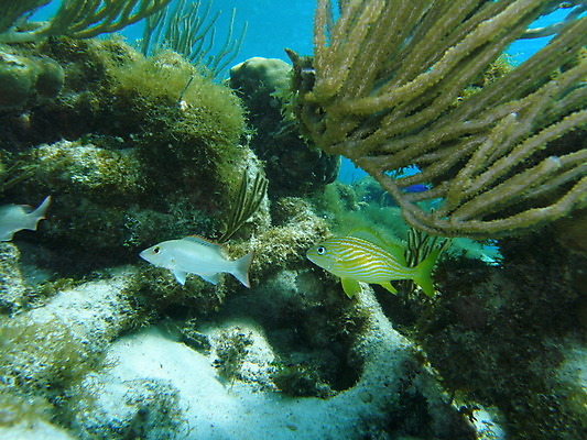 포토 JPG 해외이미지 동물 별 야생동물 바다 섬 학교 자연 열대 멕시코 주택 어류 풍경 사람없음 초록색 물 컬러풀 바닷속 수중 미국 스노클링 산호 거북이 콜롬비아 아래 생태계 다이빙 암초 석호 깊이 넘어짐 니카라과 소금물 이국적 파나마 해외202004 해외포토 자연요소 교육 컬러 북아메리카 파충류 모션 건물 수영 수중동물 수상스포츠 남아메리카 자포동물 방향 위치 수중스포츠 파일형식 이미지허브