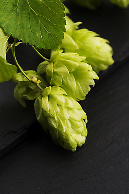 포토 JPG 해외이미지 잎 검은배경 실내 사람없음 세개 해외202004 홉 해외포토 식물 백그라운드 3 내부 검은색 파일형식 이미지허브