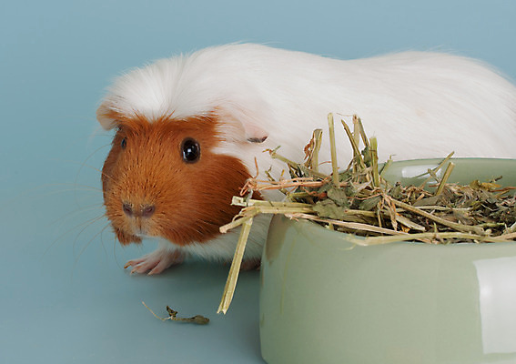 포토 JPG 해외이미지 동물 포유류 털 사람없음 반려동물 설치류 작음 해외202004 해외포토 크기 파일형식 이미지허브