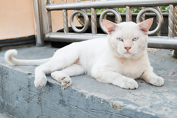 포토 JPG 해외이미지 동물 응시 행복 주택 털 사람없음 파란색 반려동물 귀여움 고양이 회색 해외202004 해외포토 시선 감정 컬러 컨셉 포유류 건물 파일형식 이미지허브