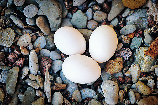 포토 JPG 해외이미지 모양 동물 1 자연 조류 부활절 건강 해변 사람없음 치킨 성장 껍질 조약돌 흰색 신선 둥지 싱글 유기농 질감 생물학 부활절계란 날것 칼로리 노른자 내추럴 단백질 생식 암탉 취급주의 해외202004 해외포토 웰빙 교육 기념일 바다 컬러 경고 계란 돌_바위 닭 암컷 생태계 닭고기요리 영양소 파일형식 이미지허브
