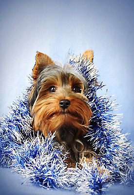 포토 JPG 해외이미지 동물 겨울 휴가 사람없음 파란색 반려동물 화환 개 은색 요크셔테리어 테리어 숨김 해외202004 해외포토 계절 꽃 컬러 컨셉 포유류 파일형식 이미지허브