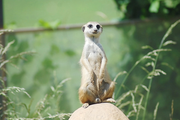 포토 JPG 해외이미지 동물 응시 얼굴 야생동물 포유류 아프리카 자연 서기 사람없음 사막 입 황무지 작음 주둥이 남쪽 남아프리카 미어캣 해외202004 해외포토 시선 나라 모션 신체부위 크기 방향 생태계 파일형식 이미지허브