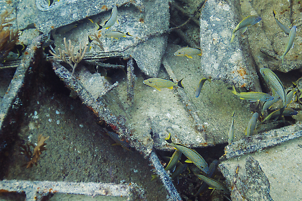 포토 JPG 해외이미지 야생동물 바다 학교 자연 열대 어류 풍경 사람없음 물 바닷속 수중 스노클링 산호 싱크대 다이빙 암초 깊이 동물상 바하마 소금물 이국적 파멸 해외202004 해외포토 자연요소 동물 교육 컨셉 조형물 수영 수중동물 수상스포츠 자포동물 개수대 생태계 수중스포츠 파일형식 소멸 이미지허브